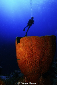 Barrel Sponge at the top of Ghost Mount in Cayman by Sean Howard 